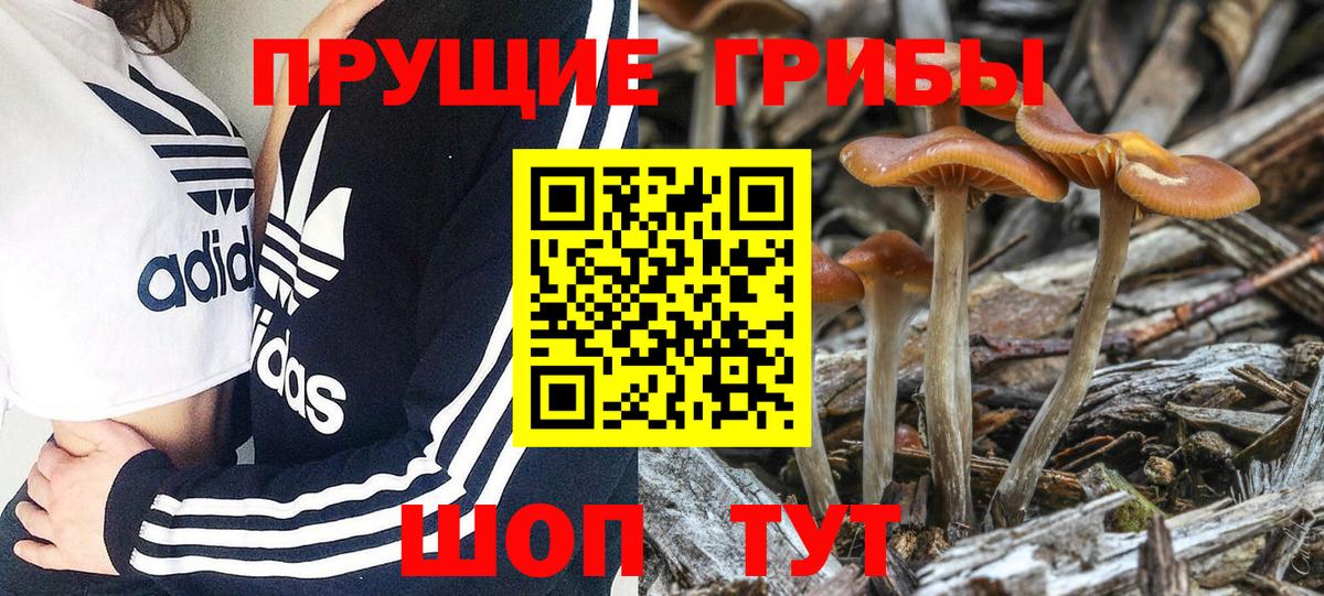 Псилоцибиновые грибы Psilocybe Чайковский